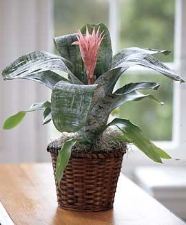 ghiveci cu Aechmea fasciata