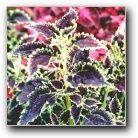 coleus black magic