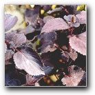 coleus dark star