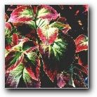 coleus japanese giant