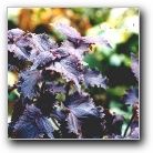 coleus purple emperor