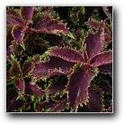 coleus red ruffles