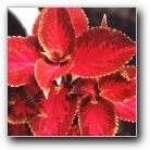 coleus sunset