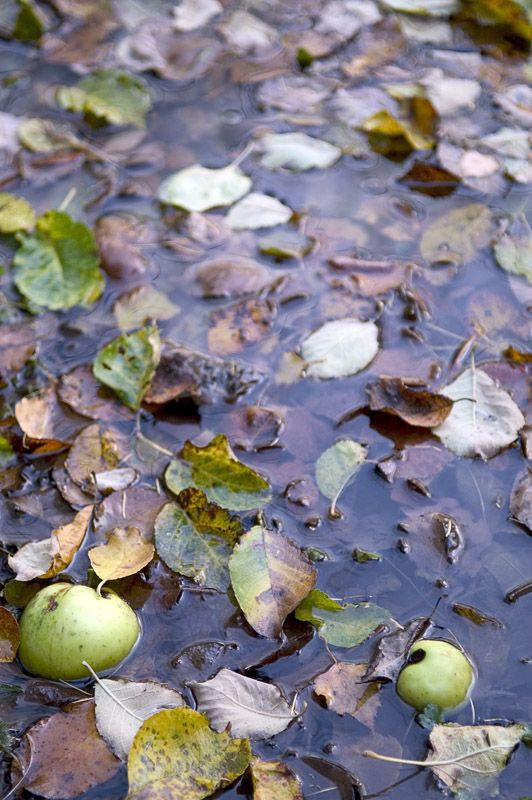 gradina si vremea umeda 1