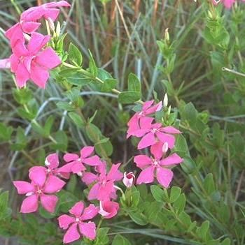 catharanthus roseus