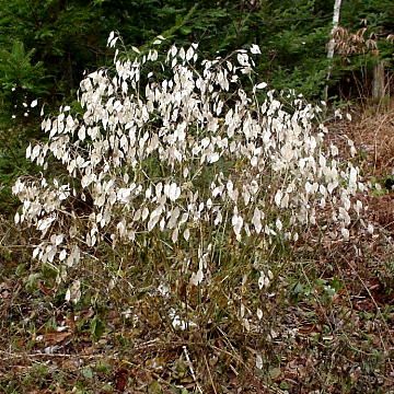 lunaria