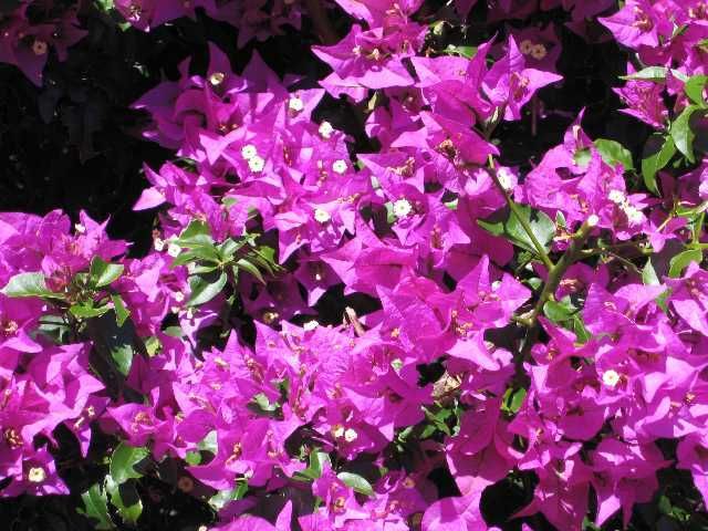 BougainvilleaA