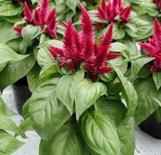 celosia spicata