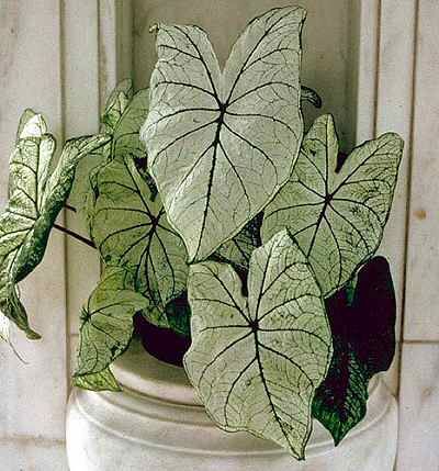 caladium verde deschis