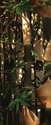 joc de lumina in frunzisul unui bambus