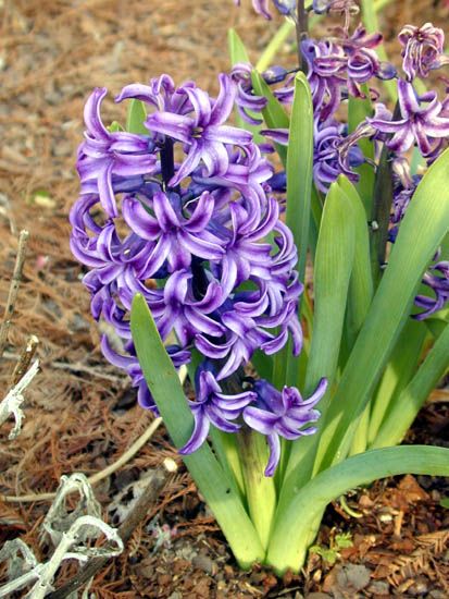 Hyacinthus orientalis - zambila mov