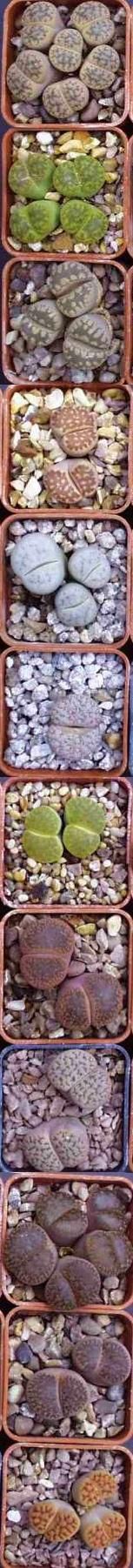 lithops