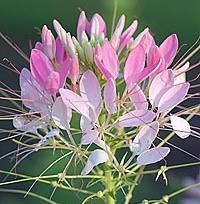 Cleome hassleriana