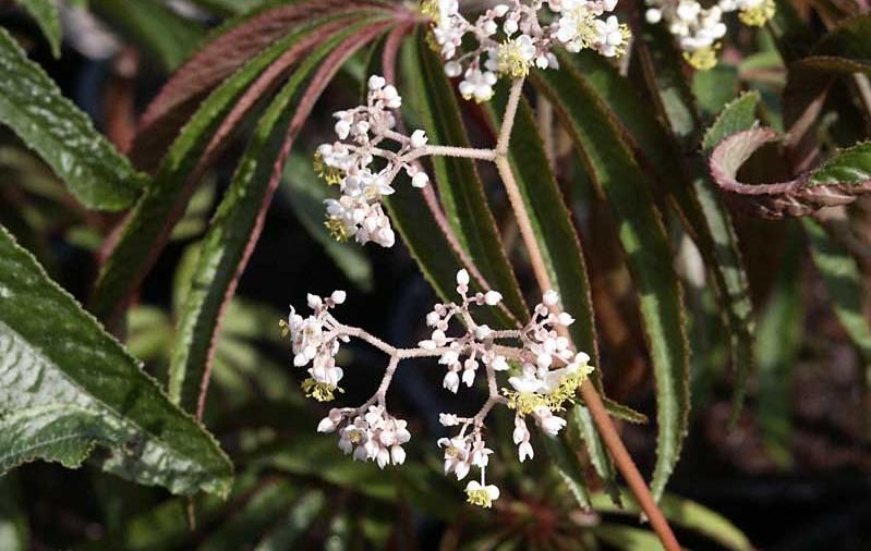 Begonia luxurians 2