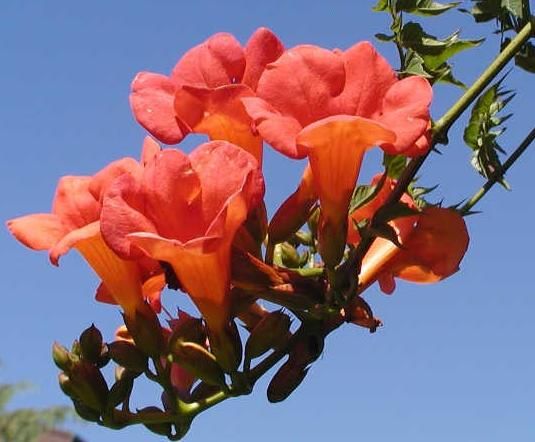 campsis radicans