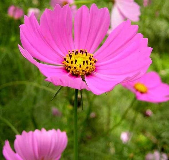 Cosmos_bipinnatus