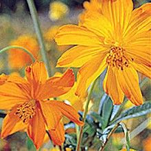 Cosmos sulphureus