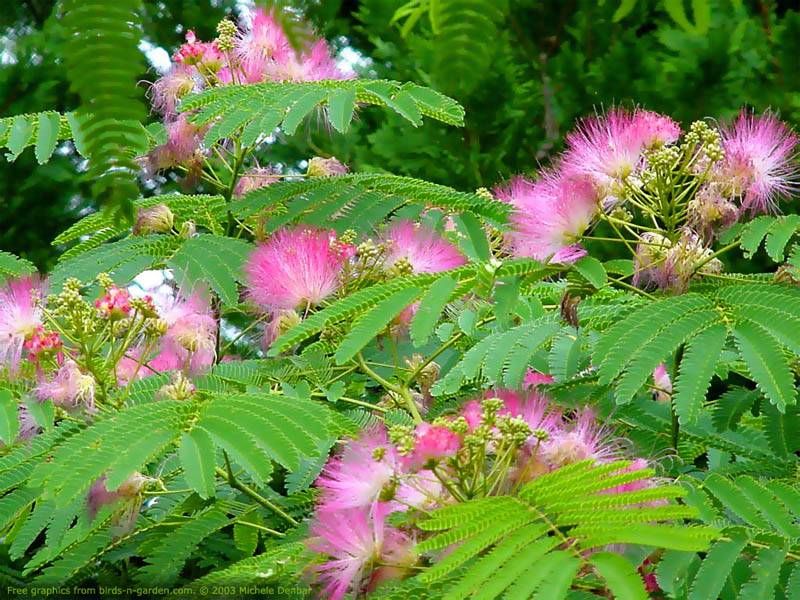 mimosa - arborele de matase (c)