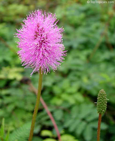 mimosa pudica (b)