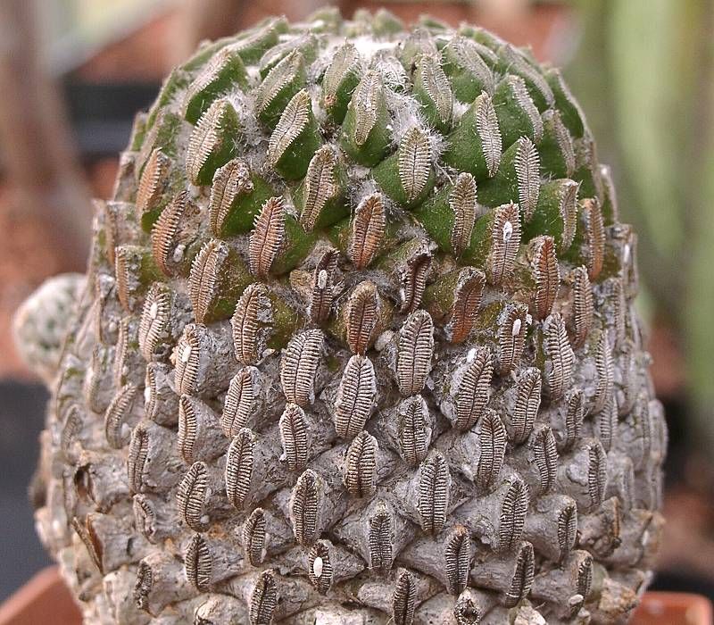 cactus atacat de cosenile