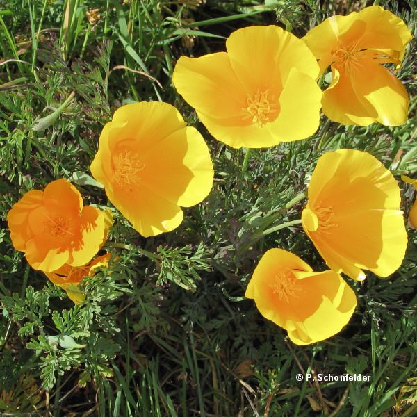 Eschscholzia californica