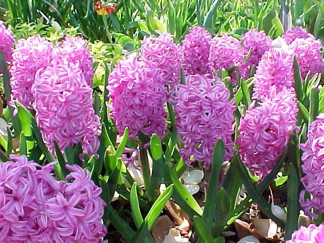 strat de Hyacinthus orientalis - zambile roz