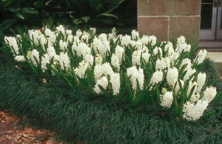 Hyacinthus orientalis - strat de zambile