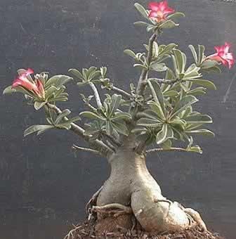 adenium