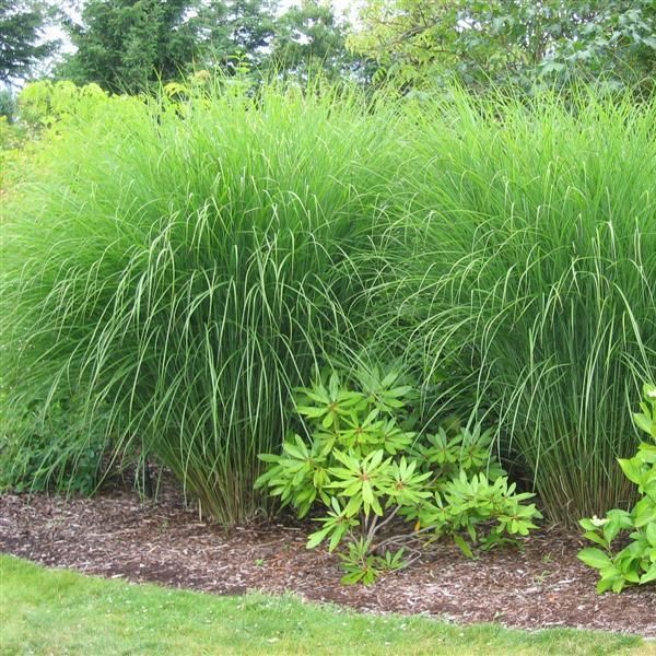 http://www.gradinamea.ro/_files/Image/articole/original/A_Miscanthus_sinensis_Gracillimus.JPG