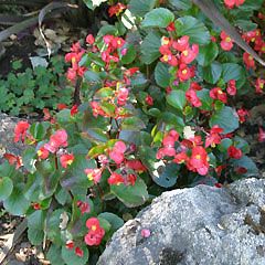 begonia semperflorens (b)