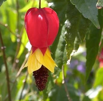 Abutilon megapotamicum