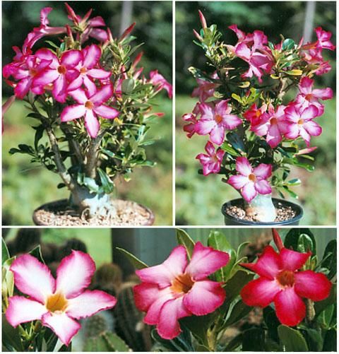 adenium