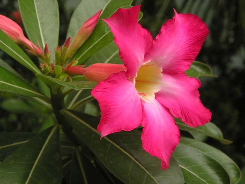 adenium