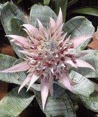 Aechmea fasciata inflorita