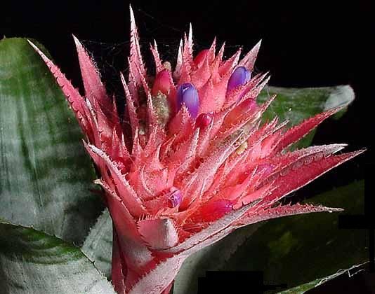 Aechmea fasciata cu flori albastre