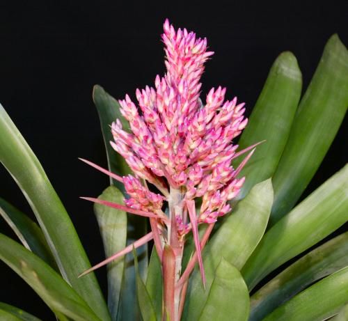 Aechmea fasciata inmugurita