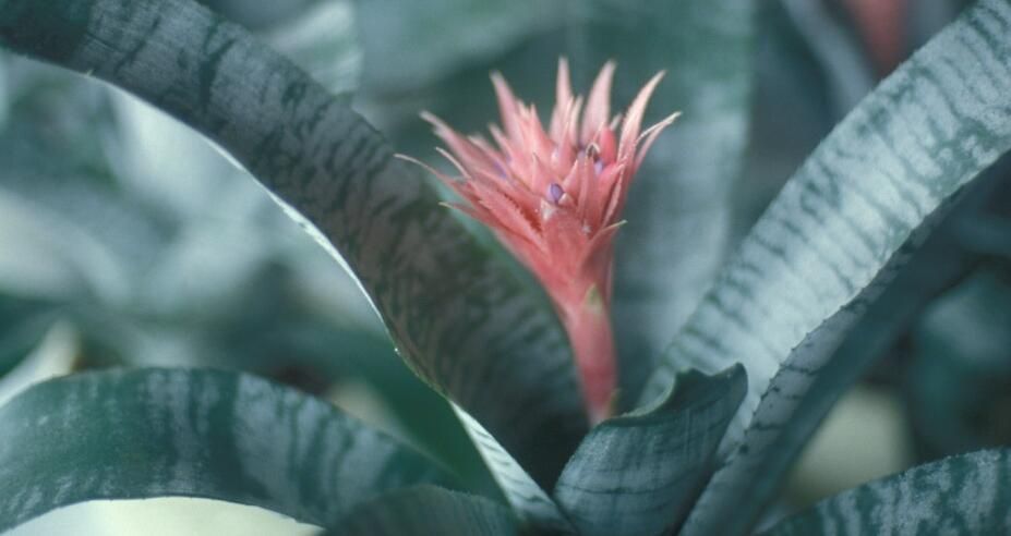 Aechmea fasciata