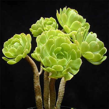 Aeonium arboreum