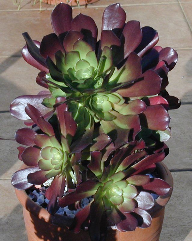 Aeonium arboreum cv. Schwarzkopf