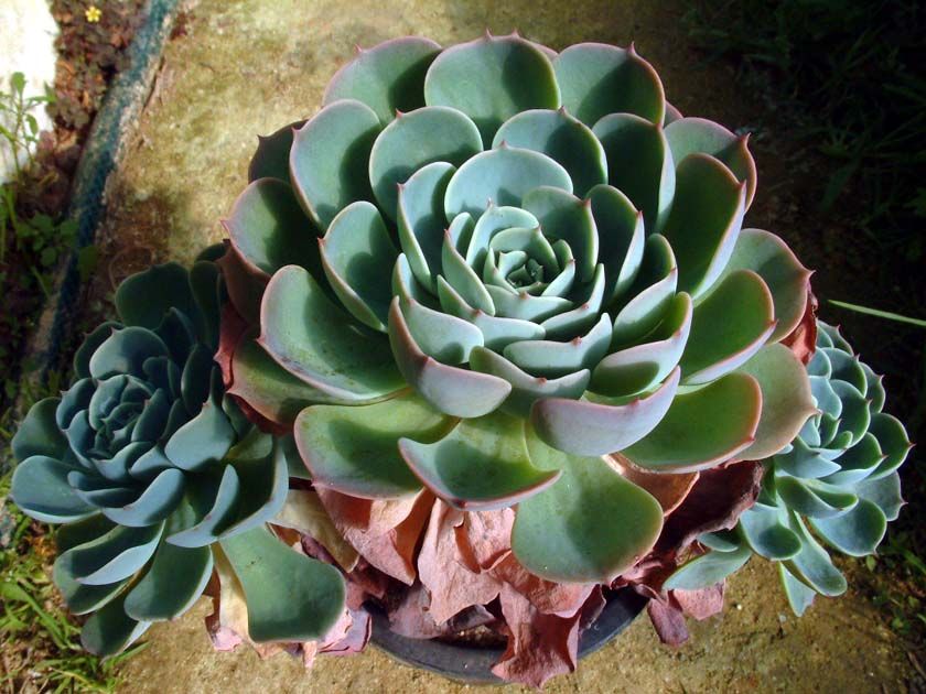 Aeonium_canariense