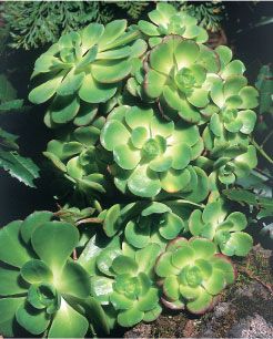 Aeonium gomerense