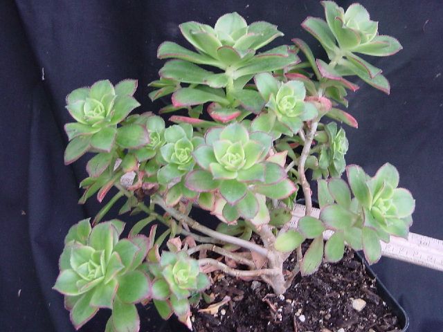 Aeonium nobile