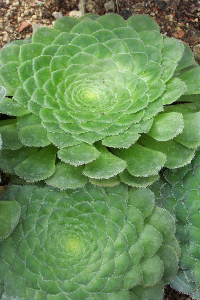 Aeonium tabuliforme