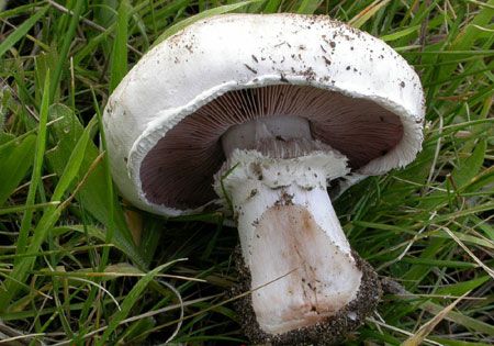 Agaricus