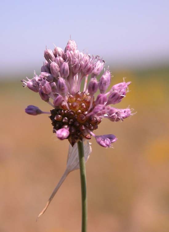 Inflorescenta de usturoi salbatic