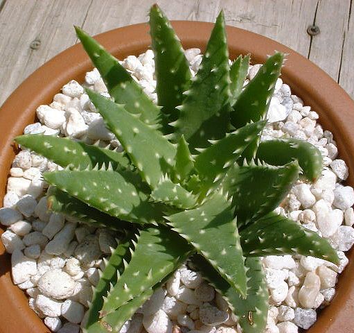 aloe5