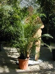 Areca (Dypsis lutescens) 1,8 m