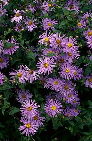 Aster frikartii