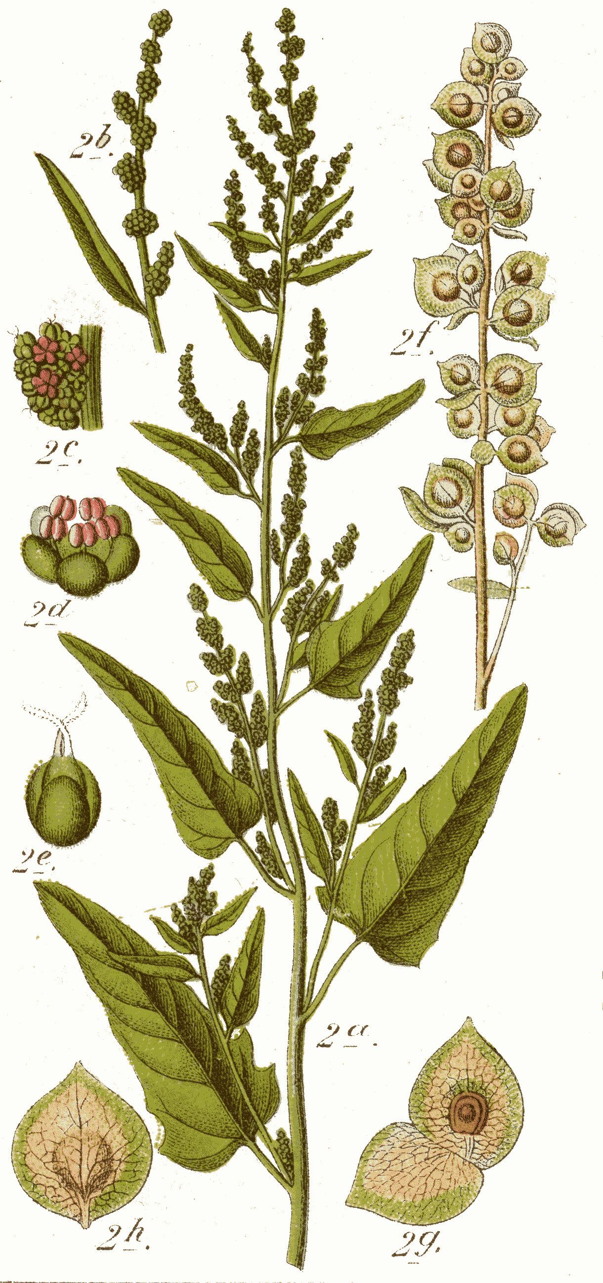 Atriplex hortensis