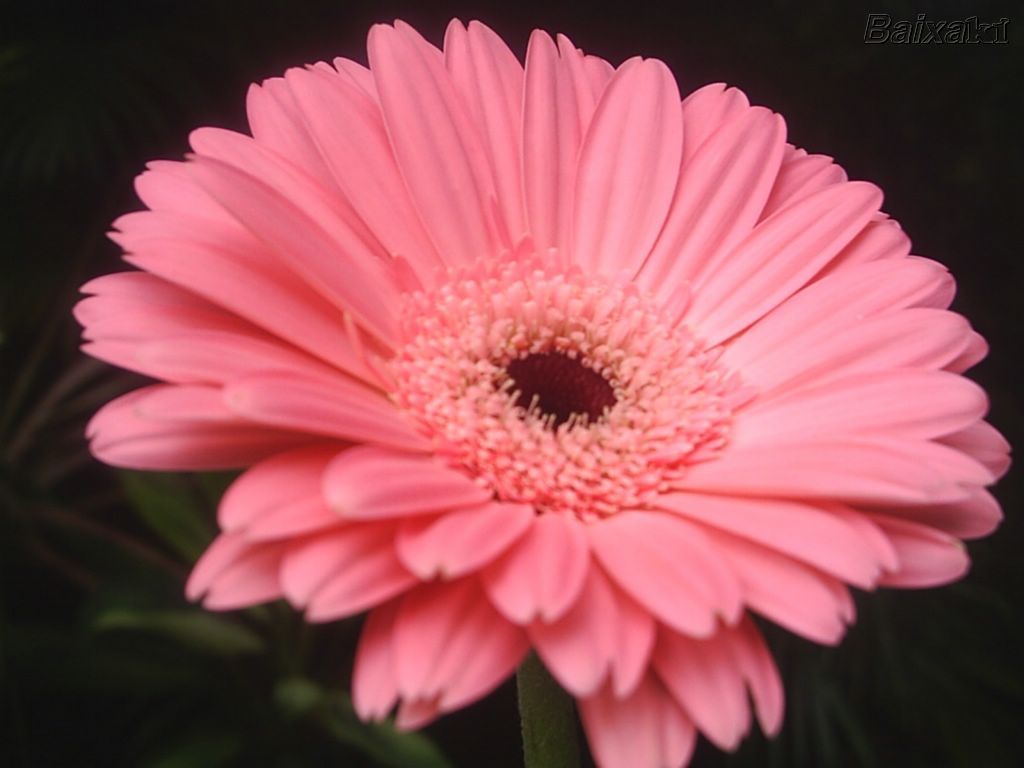 gerbera 8